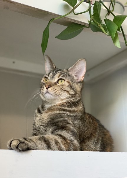 Mia